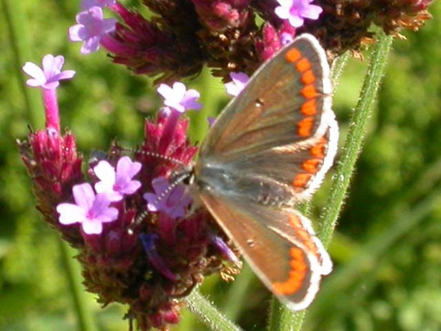 Brown Argus butterfly on Verbena