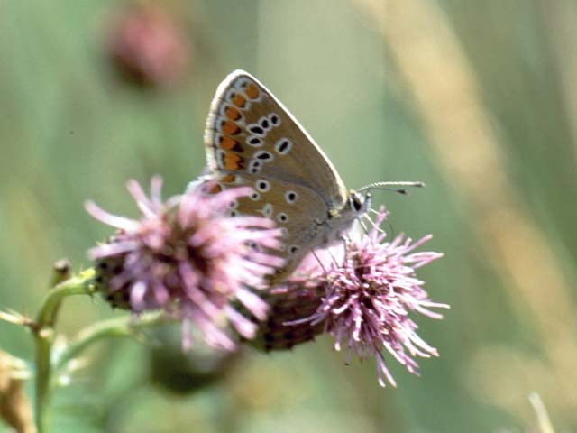 Brown Argus butterfly on Thistle