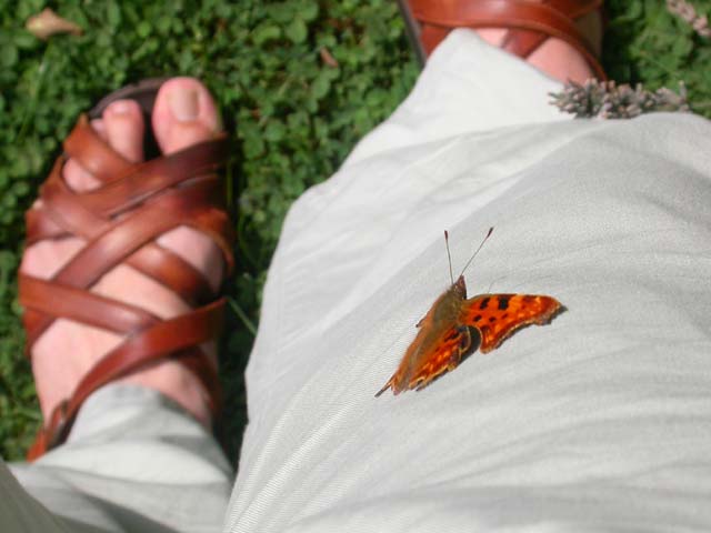 Comma butterfly  on my trouser leg