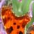 Image of Comma butterfly