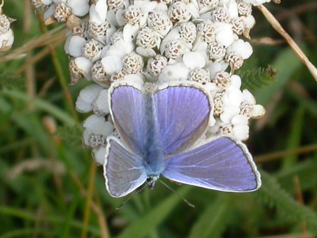 Common Blue butterfly on Yarrow