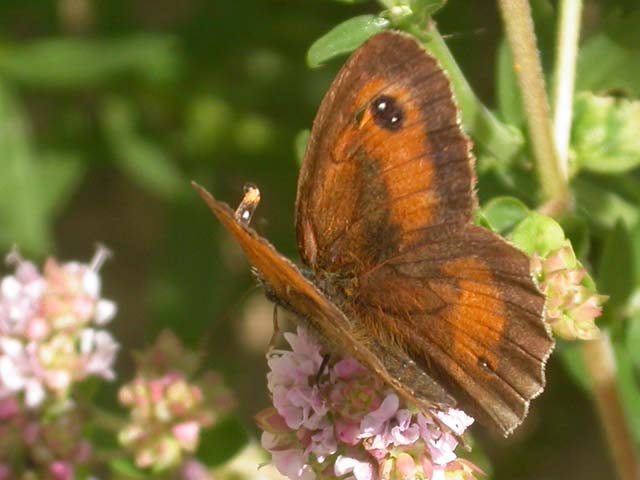Gatekeeper butterfly on Marjoram