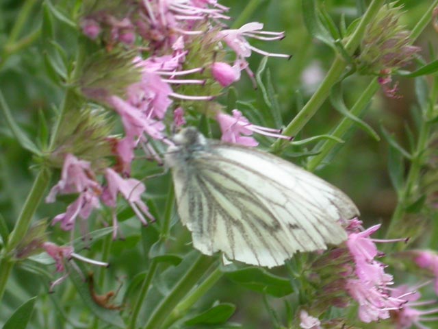 Green-veined White butterfly on Hyssop