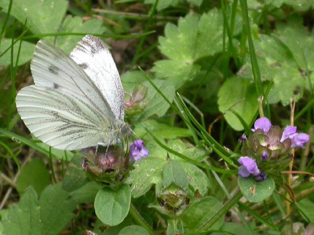 Green-veined White butterfly on Self-Heal (Prunella vulgaris)