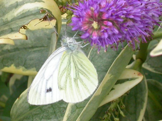 Green-veined White butterfly on Hebe aurea