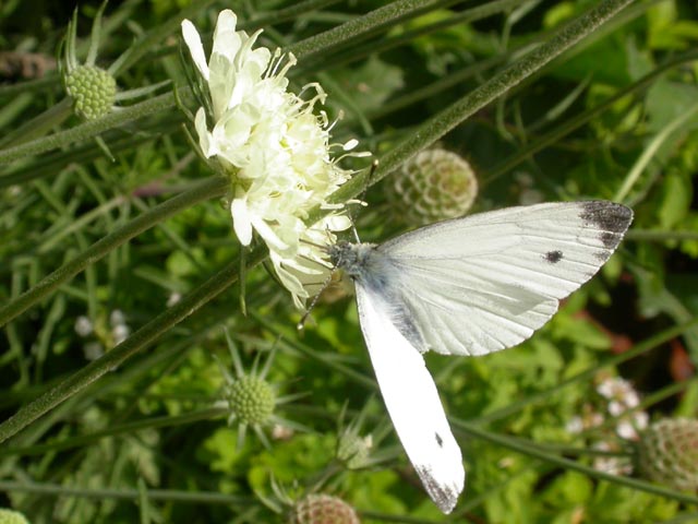 Green-veined White butterfly on Scabious