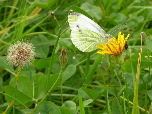 Green-veined White butterfly on Autumn Hawkbit?