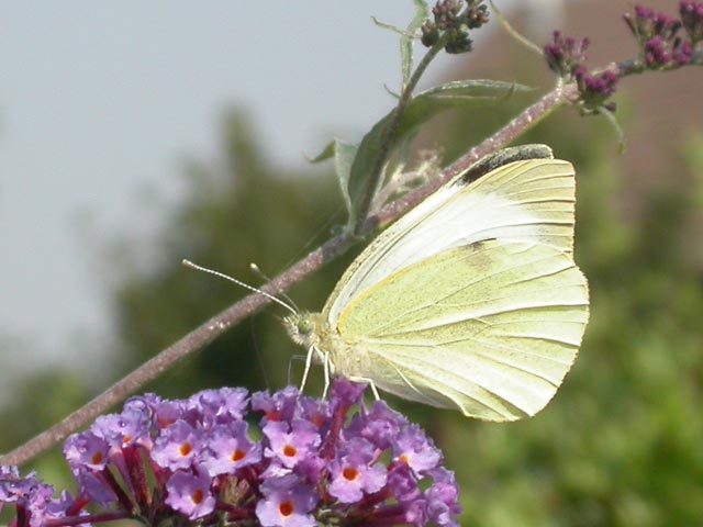 Large White butterfly on Buddleia 'Nanho Blue'