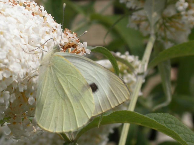 Large White butterfly on Buddleia 'White Profusion'