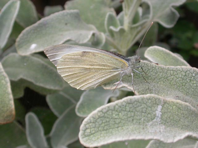 Large White butterfly resting on Phlomis