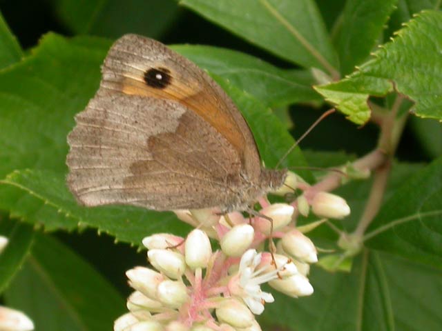 Meadow Brown butterfly on Clethra