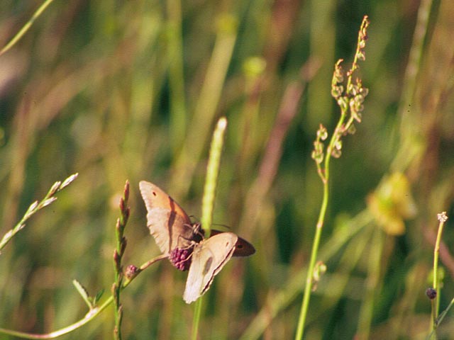 Meadow Brown butterfly on wildflower