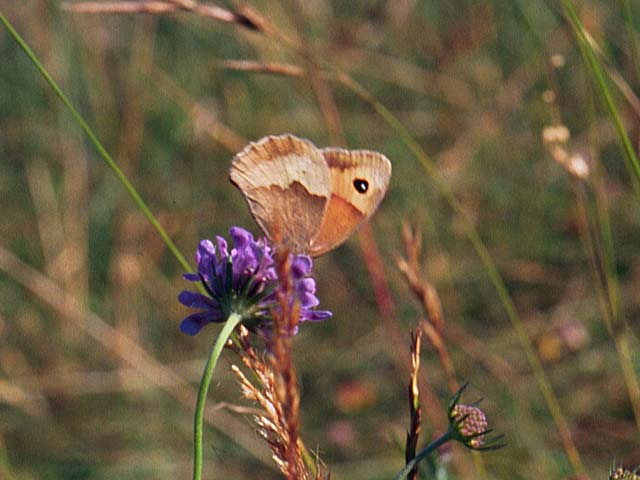 Meadow Brown butterfly on Field Scabious