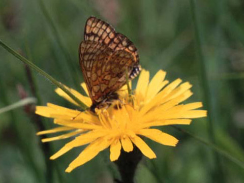 Marsh Fritillary butterfly on wildflower