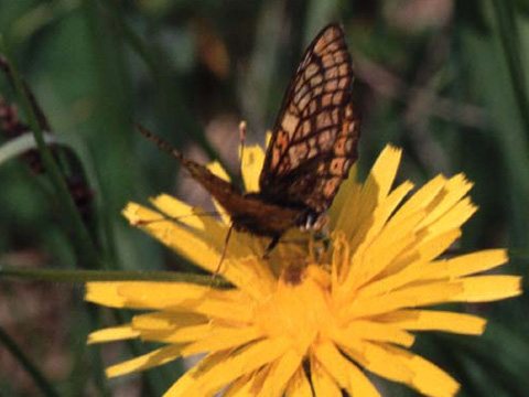 Marsh Fritillary butterfly on wildflower
