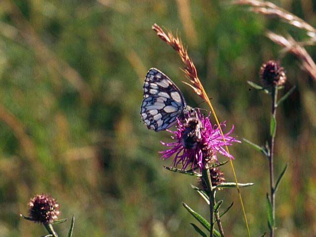 Marbled White butterfly on Knapweed