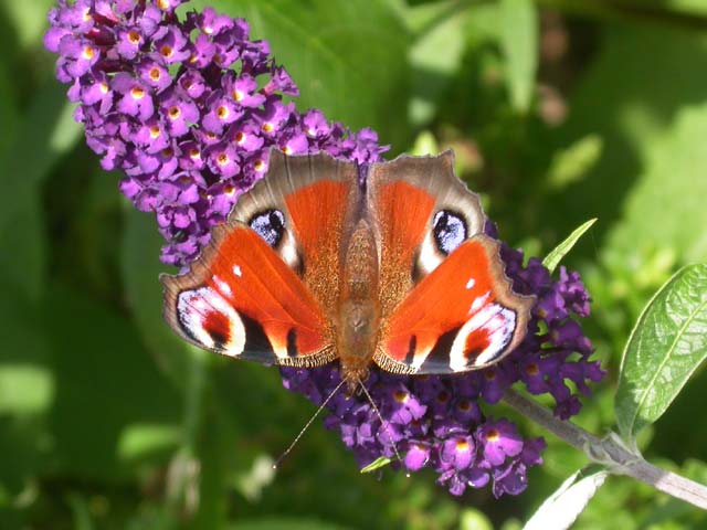 Peacock butterfly on Buddleia 'Black Knight'