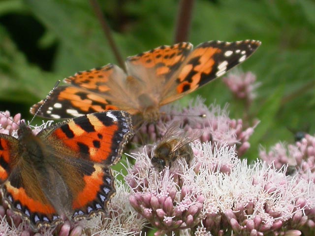 Small Tortoiseshell and Painted Lady butterflies on Hemp Agrimony