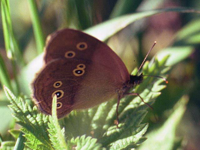 Ringlet butterfly on Nettle