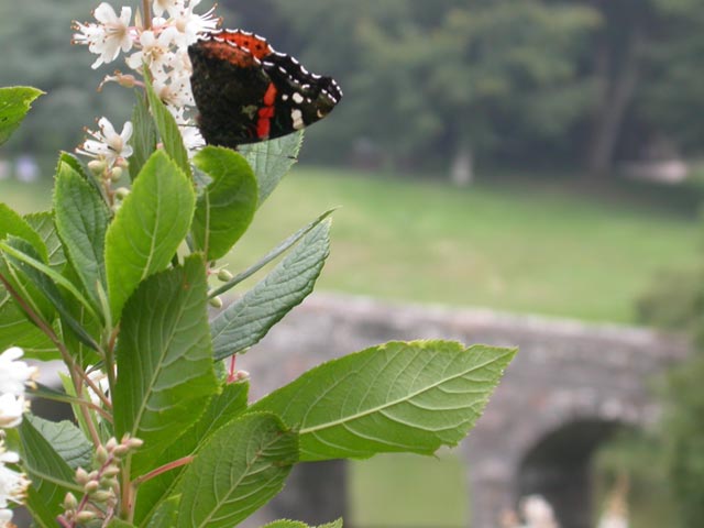 Red Admiral butterfly on Clethra
