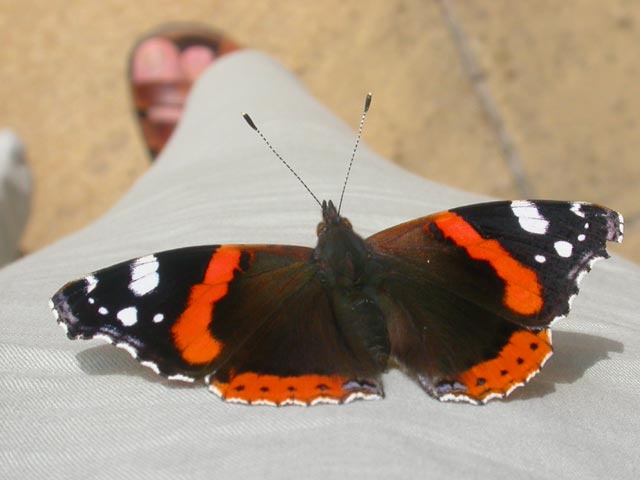 Red Admiral butterfly on my trouser leg