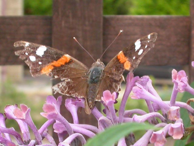 dmiral butterfly on Buddleia lindleyana
