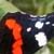 Image of Red Admiral butterfly