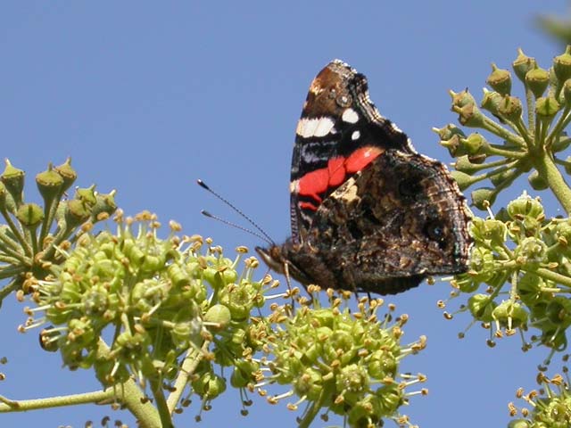 Red Admiral butterfly on Ivy