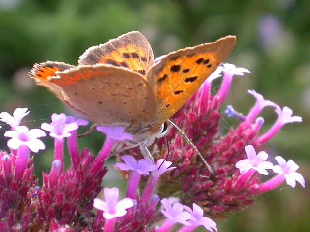 Small Copper butterfly on Verbena bonariensis