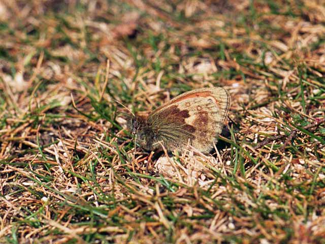 Small Heath butterfly 