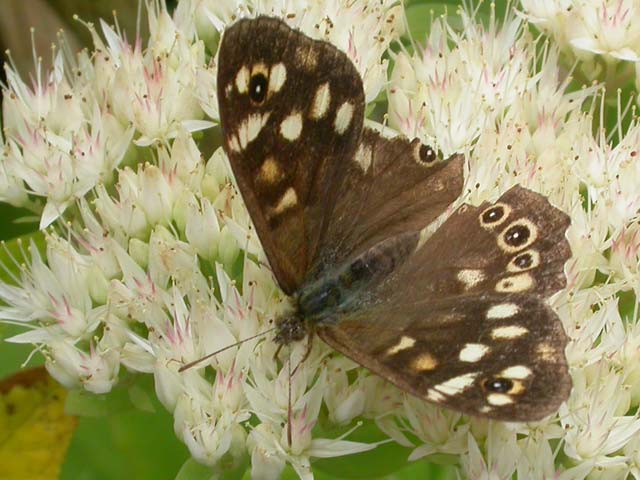 Speckled Wood butterfly on Sedum spectabile