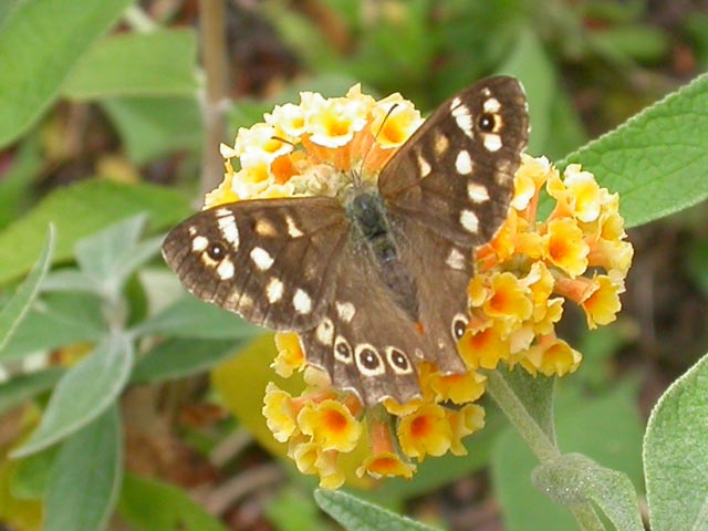 Speckled Wood butterfly on Buddleia weyerana