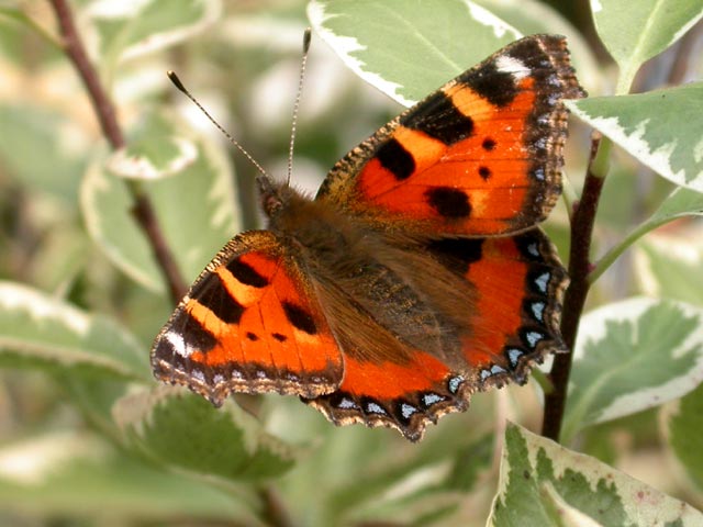 Small Tortoiseshell butterfly  resting on Pittosporum