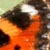 Image of Small Tortoiseshell butterfly