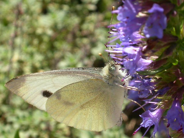 Small White butterfly on Hyssop