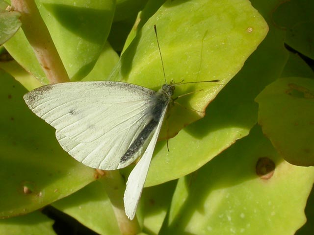 Small White butterfly 