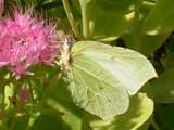Image of Brimstone butterfly