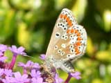 Image of Brown Argus butterfly