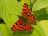 Image of Comma butterfly