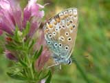 Image of Common Blue butterfly
