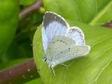 Image of Holly Blue butterfly