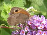 Image of Meadow Brown butterfly