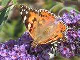 Image of Painted Lady butterfly