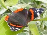 Image of Red Admiral butterfly