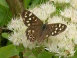 Image of Speckled Wood butterfly