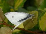 Image of Small White butterfly