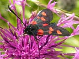 Image of Five-spot Burnet moth