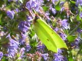 Brimstone butterfly on Lavender