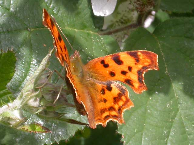 Image of Comma butterfly on Bramble plant