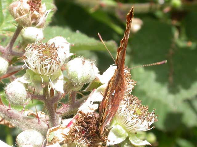 Image of Comma butterfly on Bramble plant